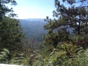 view from the mini-van with pine trees in foreground.